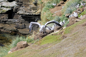 Black Browed Albatross, thalassarche melanophris, Falkland Islands, Islas Mavinas