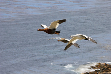 Fototapeta na wymiar Flying Kelp Geese, Falkland Islands, Islas Malvinas