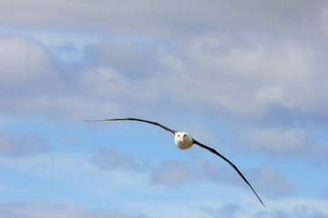 Flying Black Browed Albatross, thalassarche melanophris, Falkland Islands, Islas Mavinas