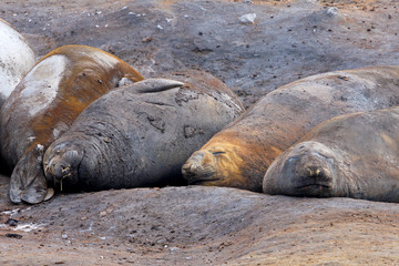 Elephant Seals, Mirounga Leonina, Antarctic Peninsula Antarctica