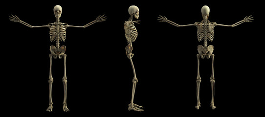 Digital skeleton model, 3d rendering, black background