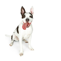 Happy Large Dog on White Tongue Hanging Out