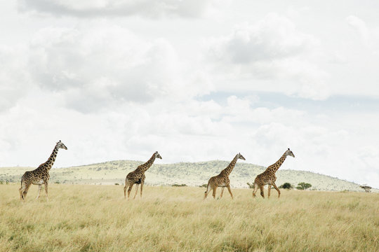 A tower of Giraffe along the Horizon