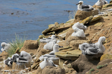 Black Browed Albatross, thalassarche melanophris, Falkland Islands, Islas Mavinas