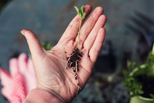 Hand holding a seedling ready to plant