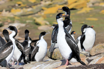 Imperial Shag Cormorant, phalacrocorax atriceps, Falkland Islands, Islas Malvinas