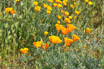 Wild Yellow Poppies close