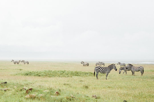 Zebras in Africa