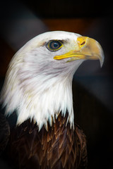 Obraz premium Bald Eagle