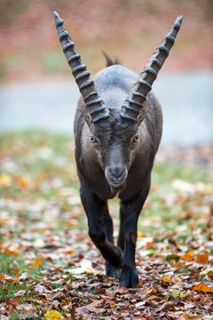 Alpine ibex (Capra ibex)