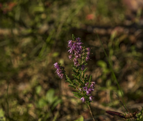Heather flower in summer forest