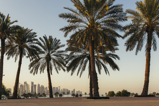 Doha skyline between palm trees