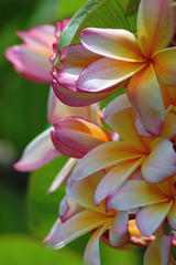 Tropical flowers plumeria