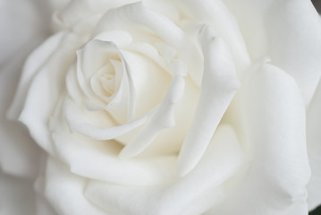 White rose