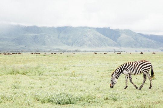 Zebra Eating Grass