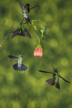Four hummingbirds fighting for the best flower