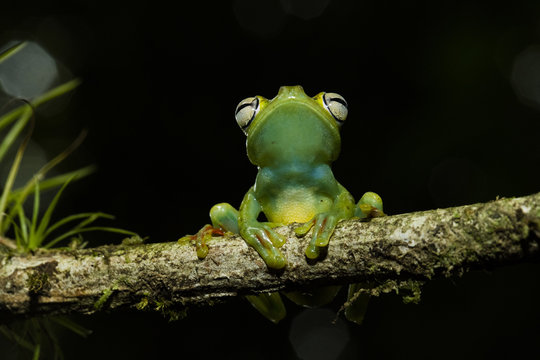 Portrait of  tree frog smiling