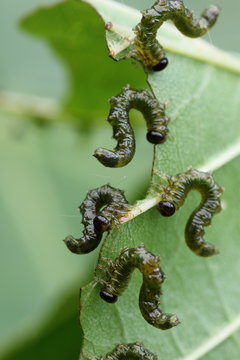alder leaf larvae eating a leaf