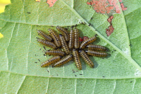 alder leaf larvae on a leaf