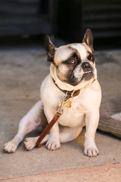 Adorable frech bulldog outside on a leash
