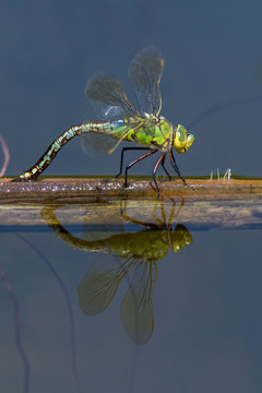 Dragonflies