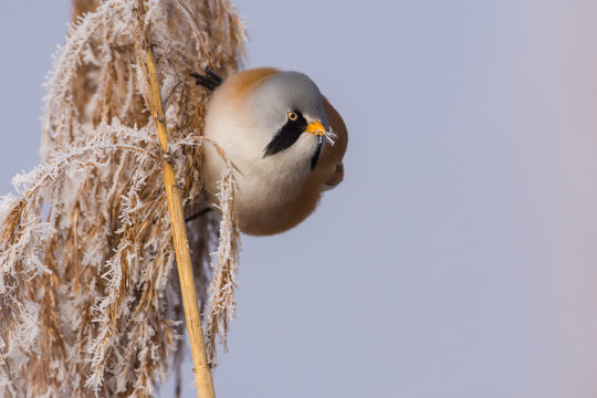 Bearded reedling (Panurus biarmicus)