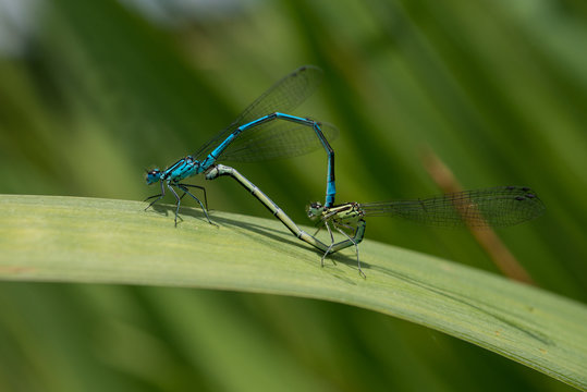 Dragonflies