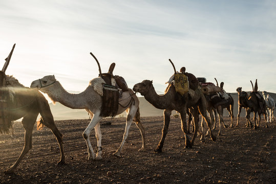 Camel train at desert