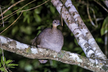 Macuco (Tinamus solitarius) | Solitary Tinamou photographed in Linhares, Espírito Santo - Southeast of Brazil. Atlantic Forest Biome.