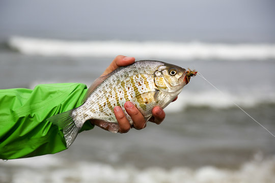 Man holding a large surf perch with a fly in it's mouth