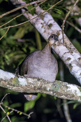 Macuco (Tinamus solitarius) | Solitary Tinamou photographed in Linhares, Espírito Santo - Southeast of Brazil. Atlantic Forest Biome.
