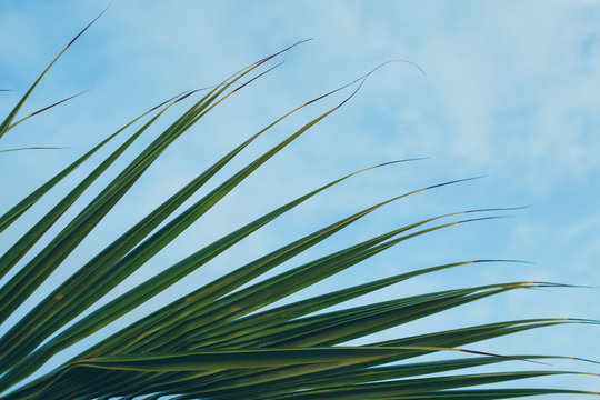 Palm Tree Leaves