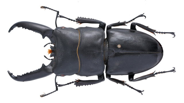 Dorcus titanus