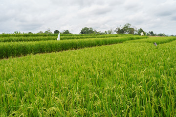Rice paddy plantation in North Sumatra - Indonesia