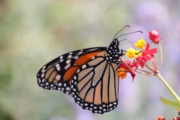 Fototapeta na wymiar Monarch on Tiny Flowers