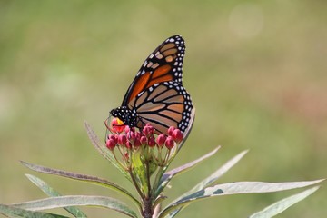 Obraz premium Monarch on tiny flowers