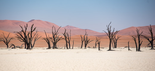 Dead trees and clay pan in Dead Vlei, Sossusvlei, Namibia