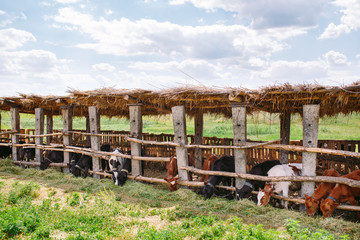 agriculture industry, farming and animal husbandry concept. herd of cows  in cowshed on dairy farm