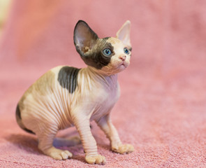 Sphynx (Canadian hairless) kitten