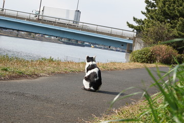 道の真ん中に佇む猫