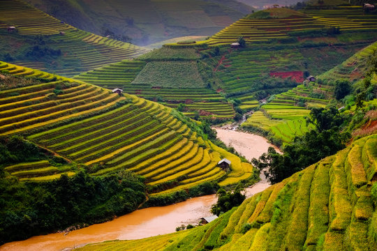 rice fields on terraces in Northwest of Vietnam.