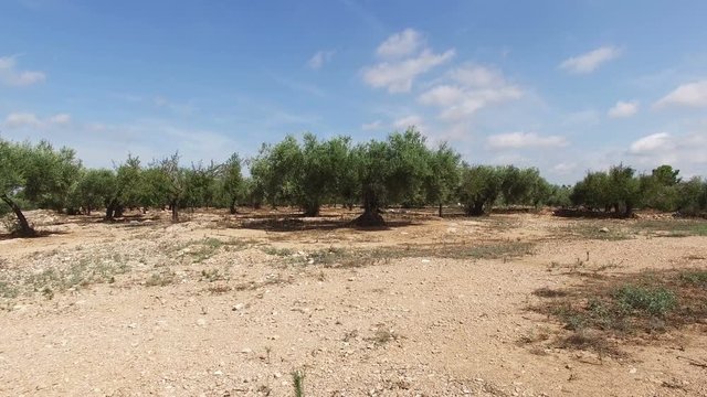 Green olive trees with unripe olives