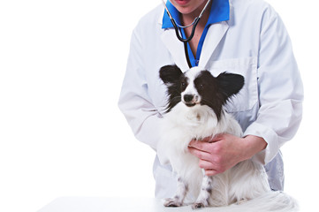 Veterinarian checking dog