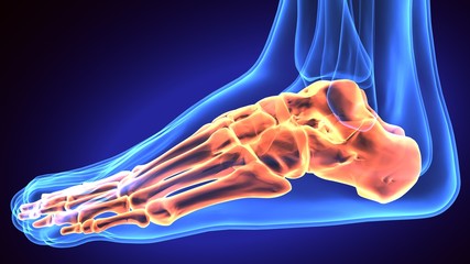 3d rendered anatomy illustration of a human foot

