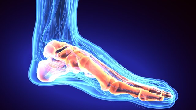 3d rendering medical illustration of the feet bone
