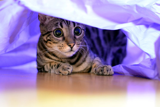 The big cat stuck out paper