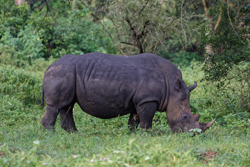 Obraz premium White Rhinoceros in the Wild