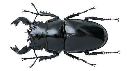 Mesotopus tarandus