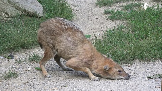 Golden jackal (Canis aureus) at zoo 
