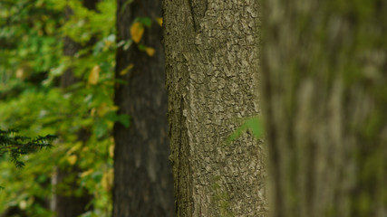 森風景　太い幹